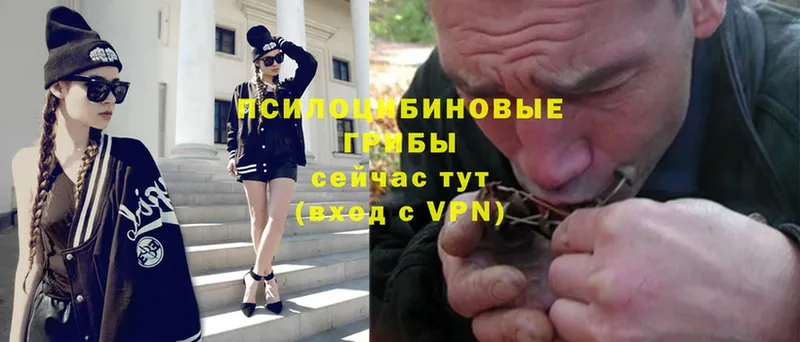 Галлюциногенные грибы Psilocybe  Западная Двина 